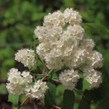 Sorbus aucuparia. Соцветие. Ростовская обл., г. Таганрог, в озеленении. 08.05.2015.