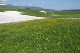 Trollius ranunculinus