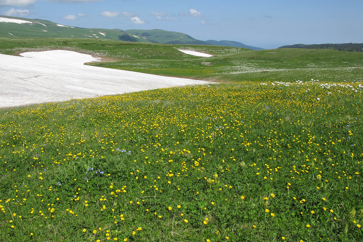 Image of Trollius ranunculinus specimen.