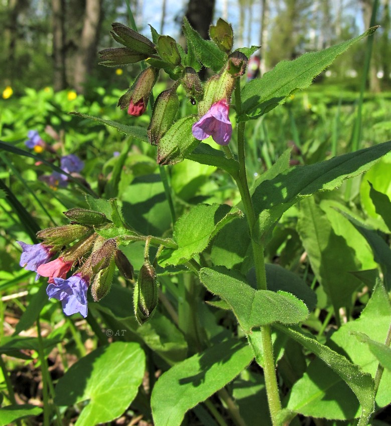 Изображение особи Pulmonaria obscura.