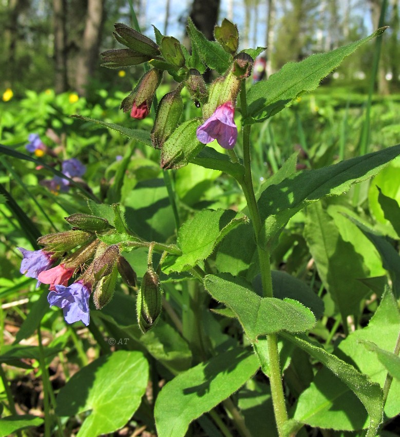 Image of Pulmonaria obscura specimen.