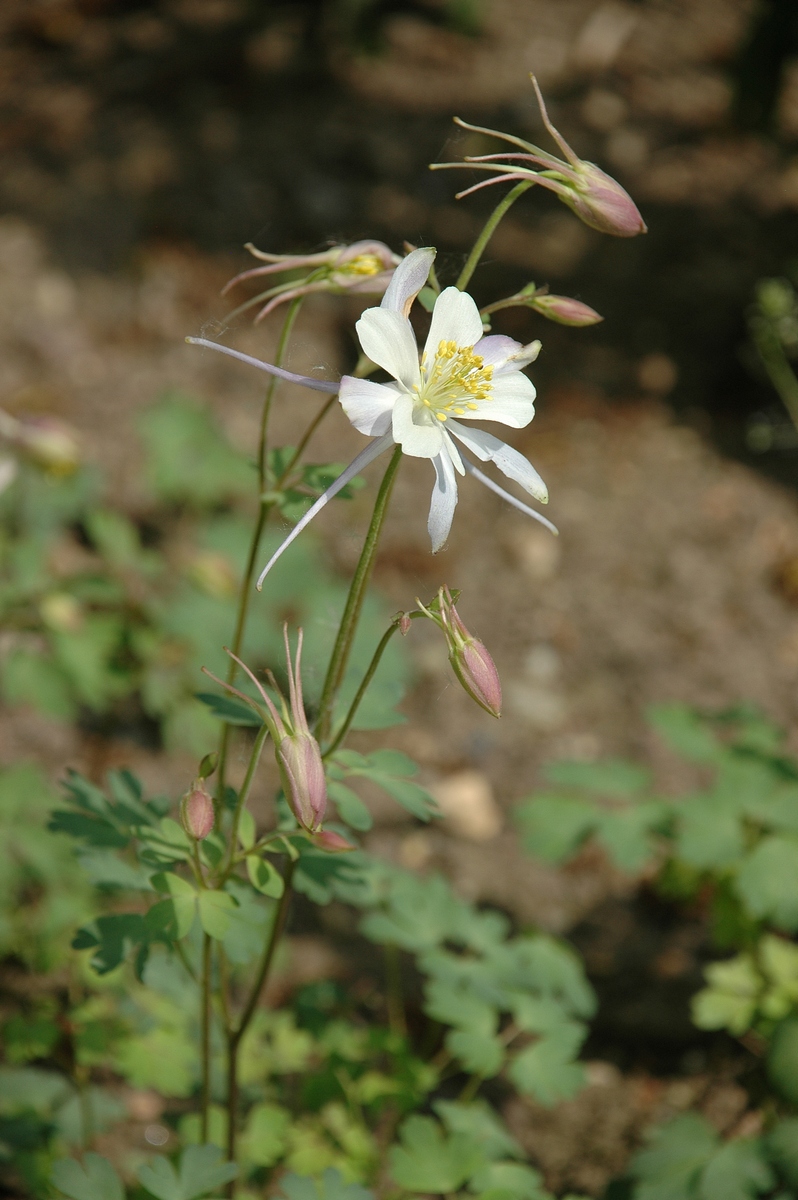 Изображение особи Aquilegia coerulea.