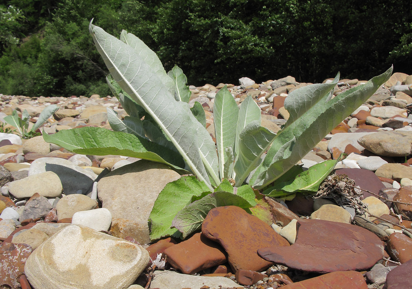 Image of Verbascum gnaphalodes specimen.