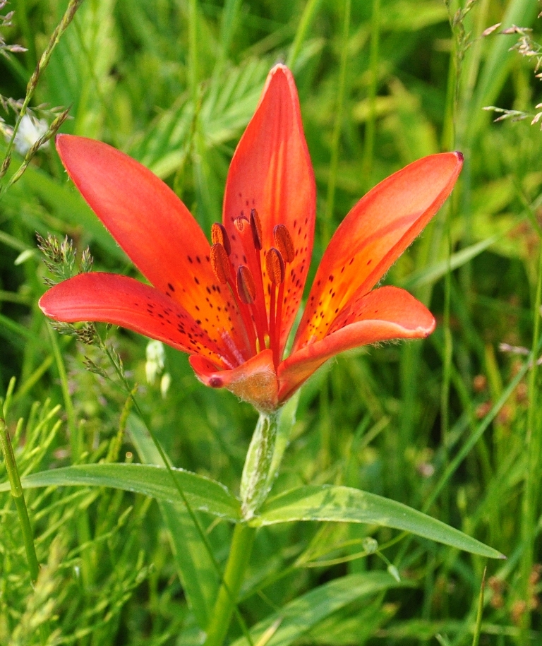 Изображение особи Lilium pensylvanicum.