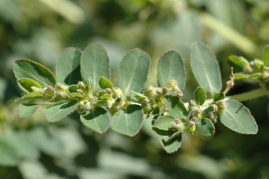 Изображение особи Euphorbia prostrata.