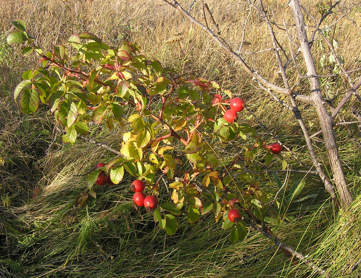 Image of genus Rosa specimen.