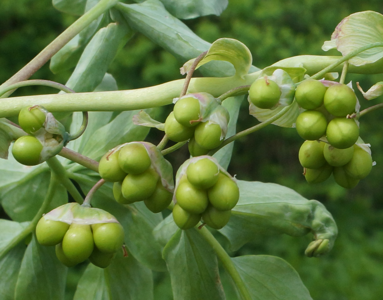 Image of Gymnospermium altaicum specimen.