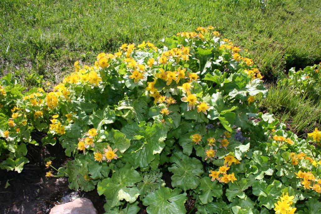 Image of Caltha polypetala specimen.