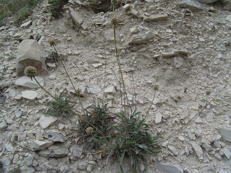 Image of Lomelosia gumbetica specimen.