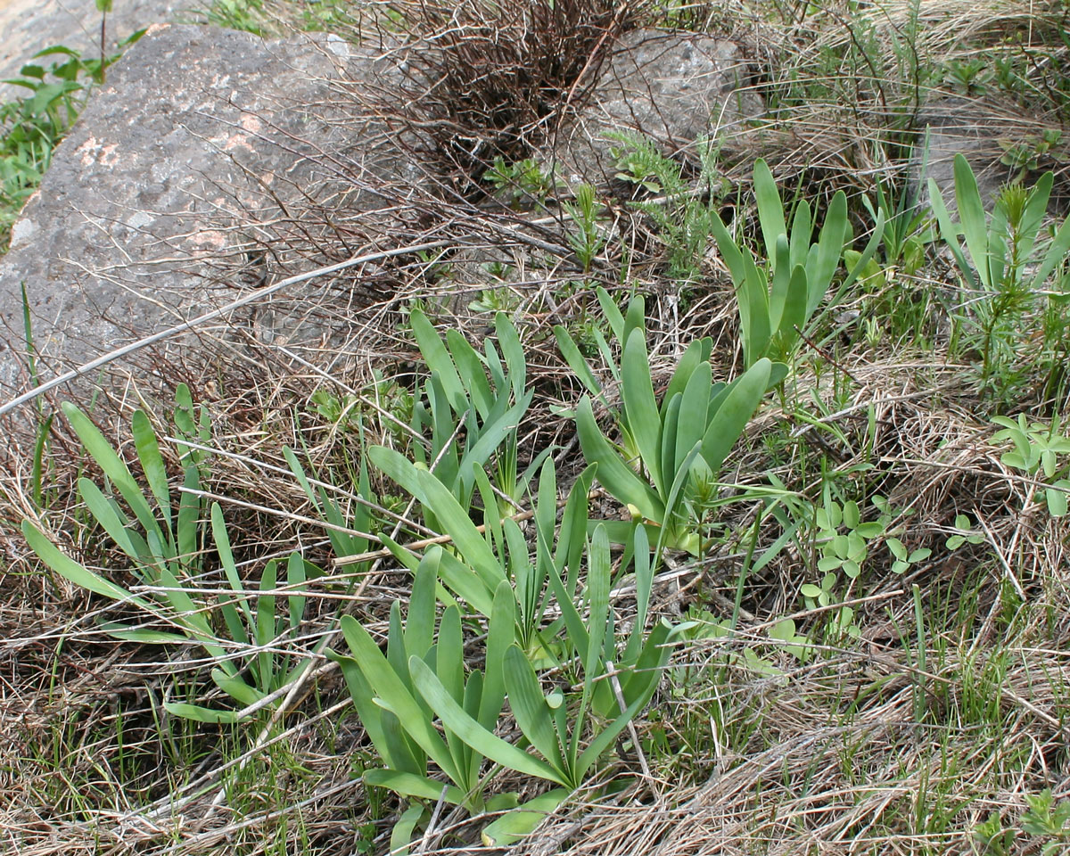 Image of Allium nutans specimen.