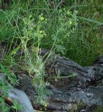 Potentilla tergemina. Цветущее растение на старом бревне. Иркутская обл., Иркутский р-н, окр. с. Смоленщина. 18.07.2015.
