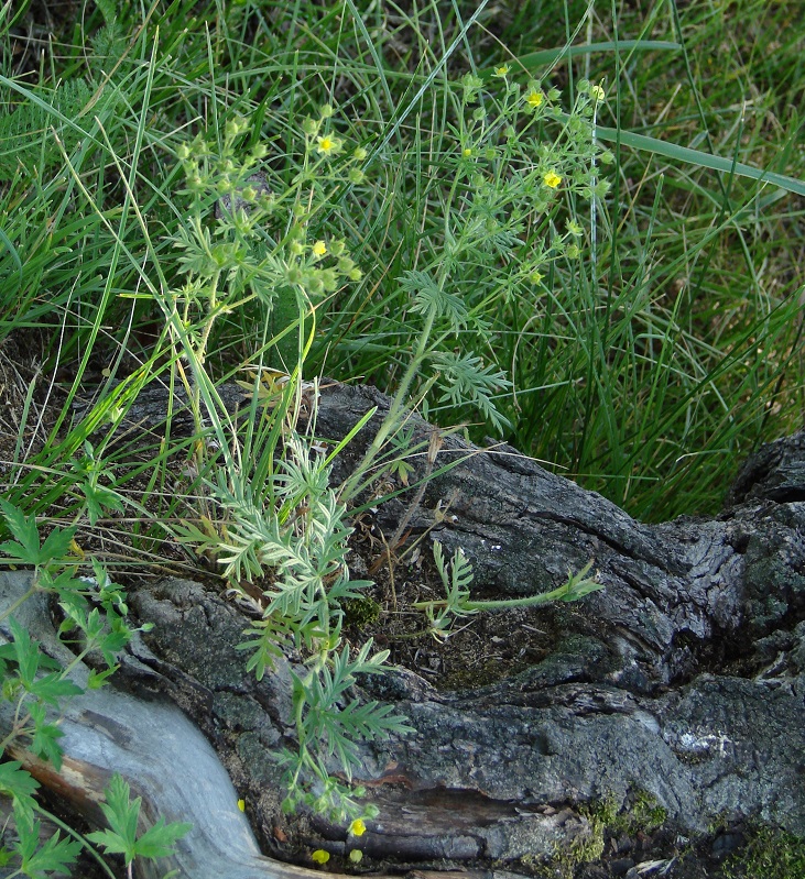 Изображение особи Potentilla tergemina.