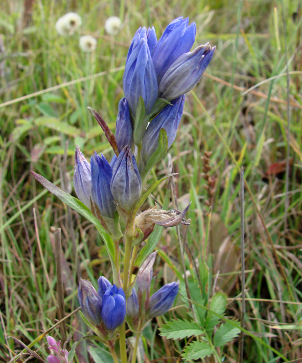 Изображение особи Gentiana decumbens.