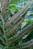 Dryopteris filix-mas