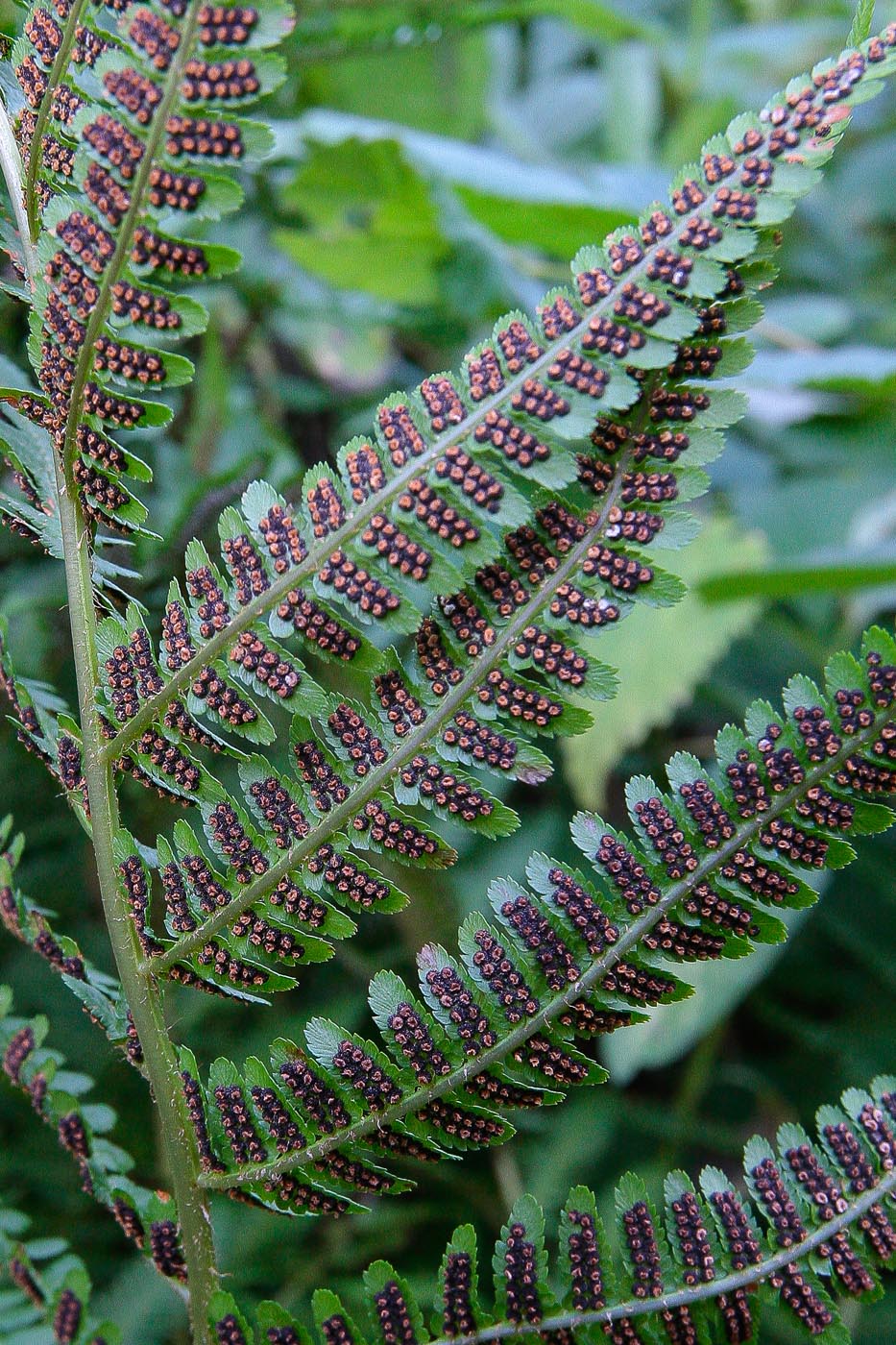 Изображение особи Dryopteris filix-mas.