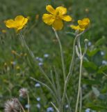 Ranunculus illyricus