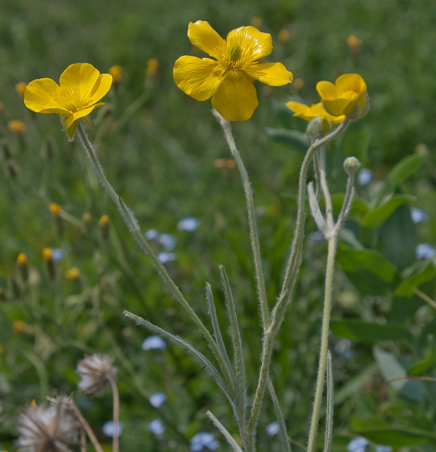 Трава из лютиковых 7 букв. Ranunculus illyricus. Лютик Иллирийский. Лютик Северный. Лютик Степной.