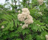 Sorbus sibirica. Верхушка побега с соцветиями. Якутия (Саха), Алданский р-н, южнее пос. Верхняя Амга, вдоль дороги. 10.06.2012.