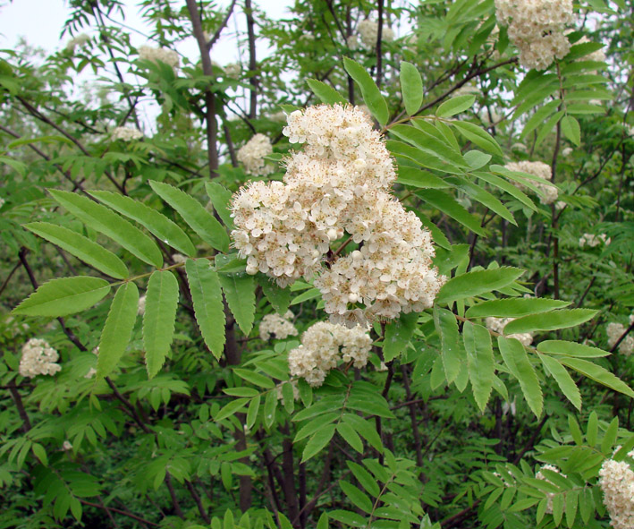 Изображение особи Sorbus sibirica.