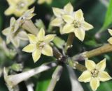 genus Cestrum