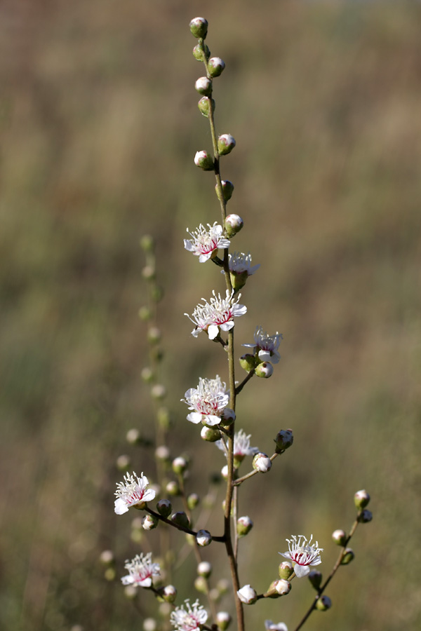 Image of Spiraeanthus schrenkianus specimen.