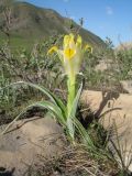 Juno orchioides. Цветущее растение. Южный Казахстан, Сырдарьинский Каратау, горы Улькунбурултау, ≈ 750 м н.у.м., каменистый гребень на шлейфах гор. 21 марта 2016 г.