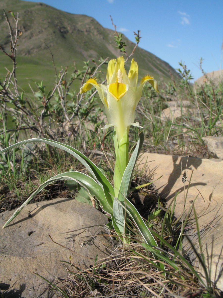 Изображение особи Juno orchioides.