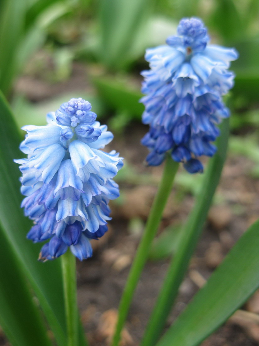 Image of Pseudomuscari azureum specimen.