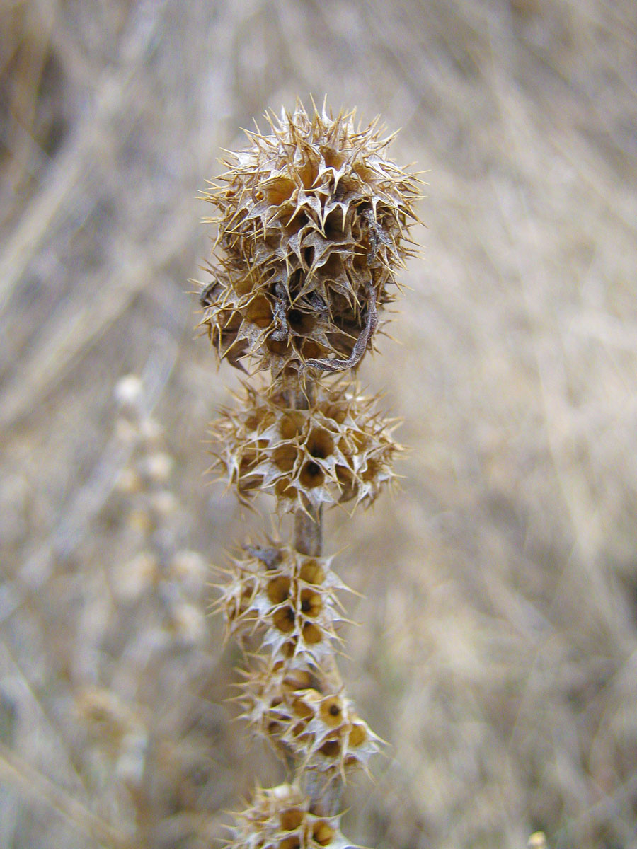 Image of Leonurus quinquelobatus specimen.