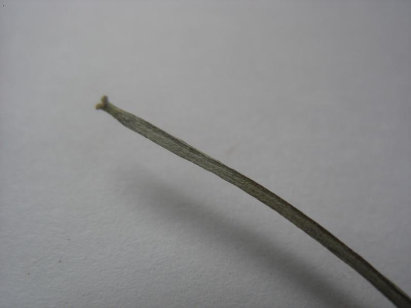Image of Erysimum callicarpum specimen.