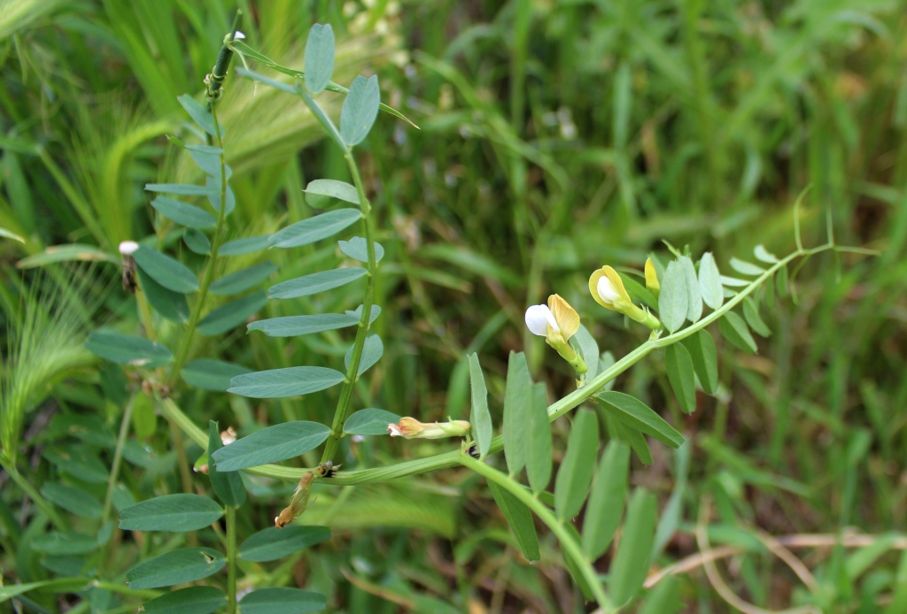 Image of Vicia hyrcanica specimen.