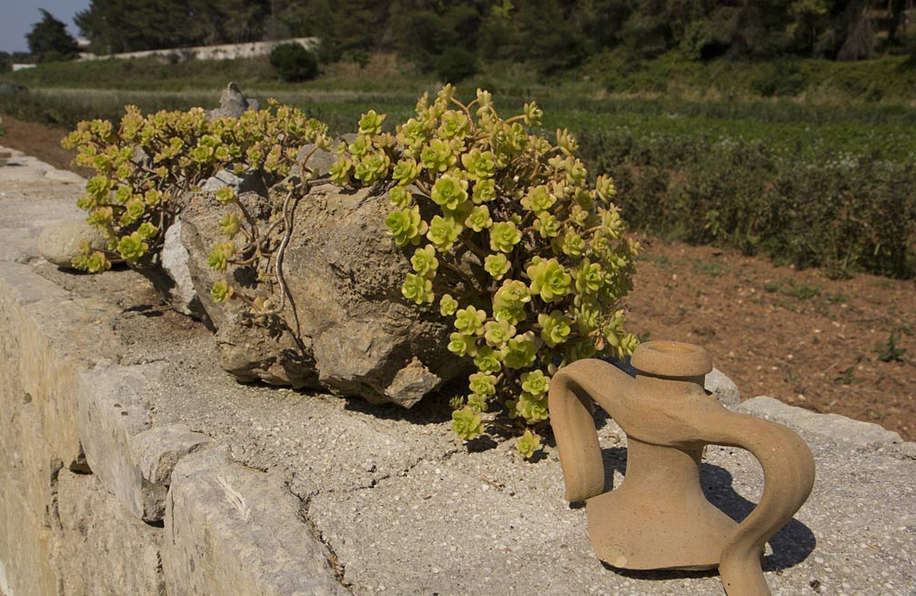 Image of genus Sedum specimen.