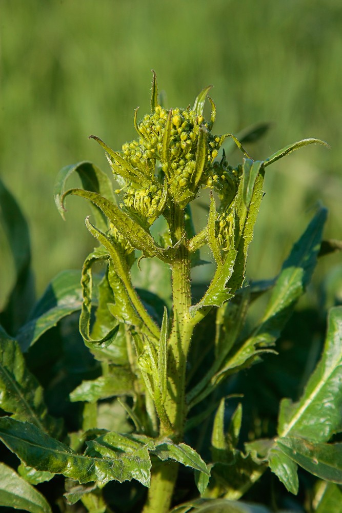 Image of Bunias orientalis specimen.