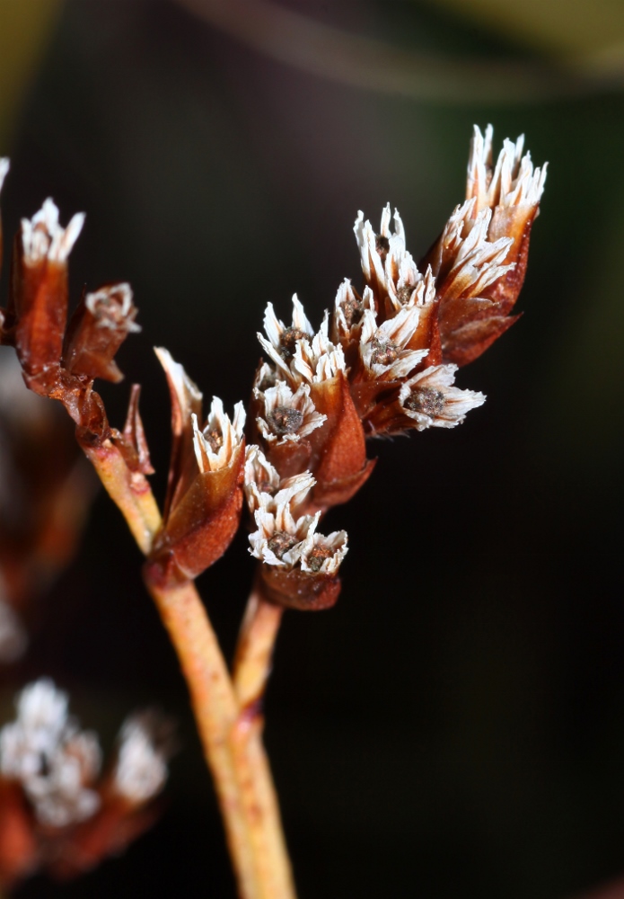 Изображение особи Limonium tetragonum.