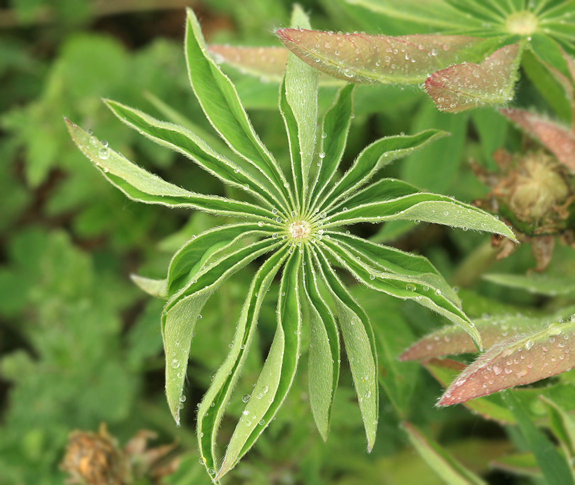 Изображение особи Lupinus polyphyllus.