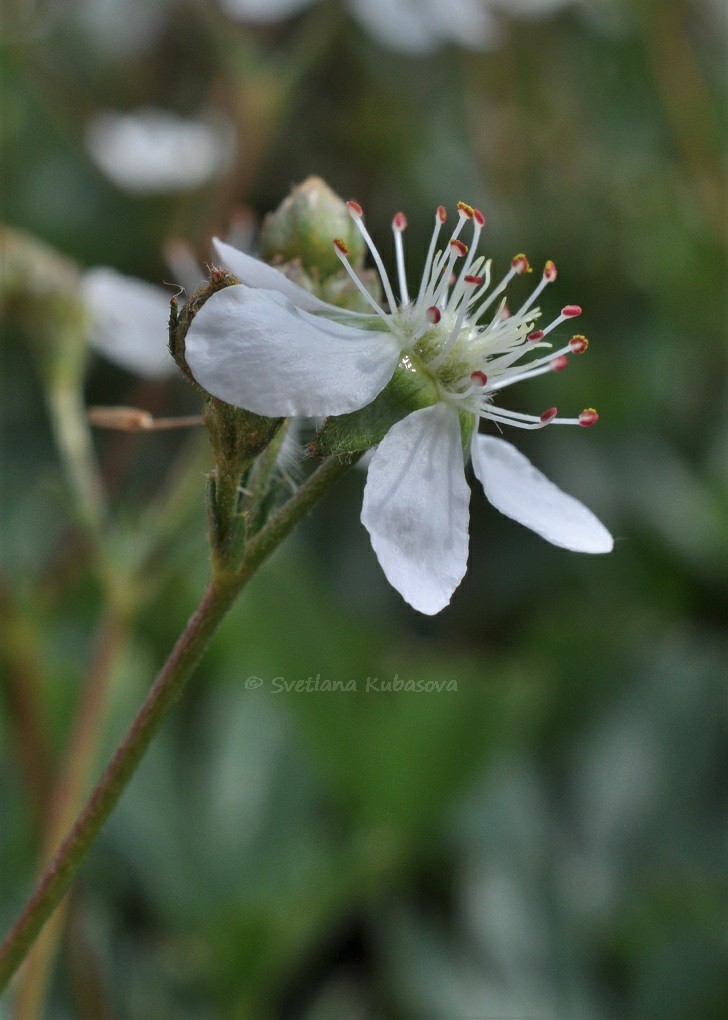 Изображение особи Potentilla tridentata.