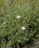 Chrysanthemum sinuatum