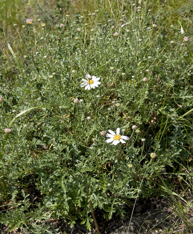 Изображение особи Chrysanthemum sinuatum.