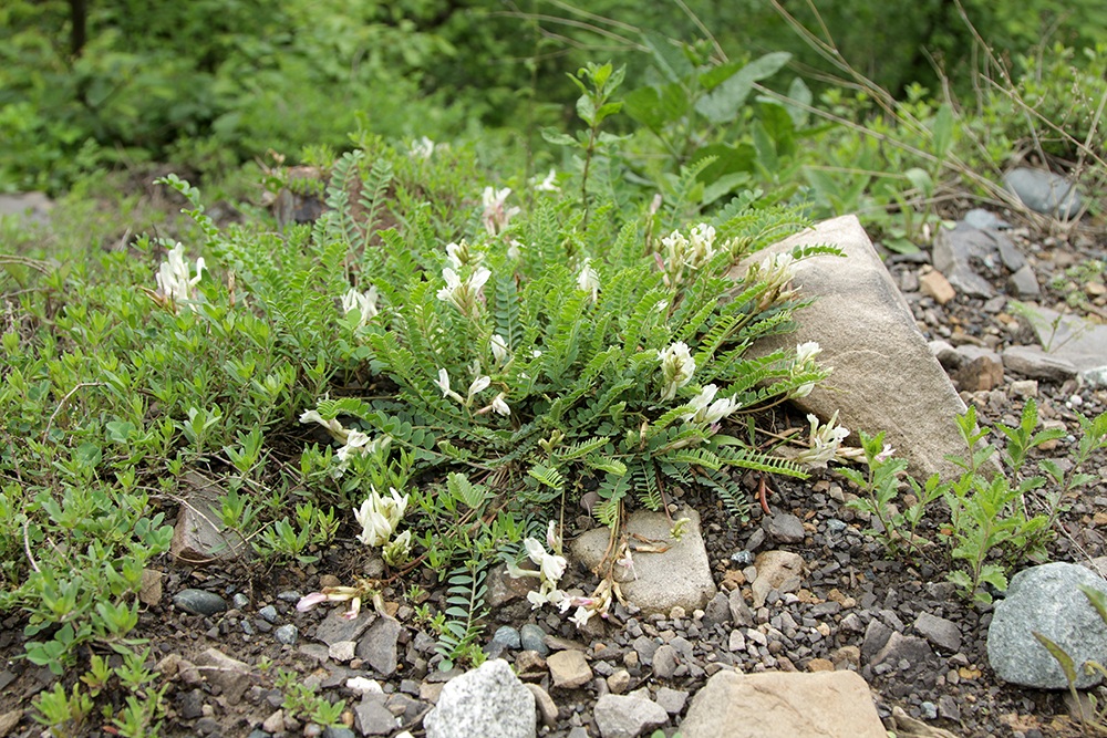 Изображение особи Astragalus demetrii.