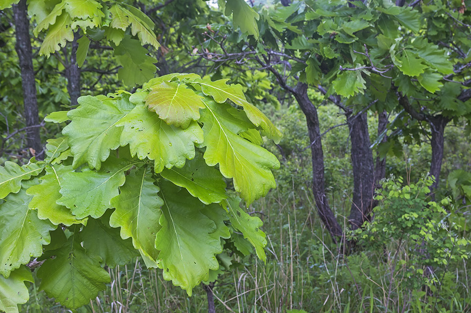 Изображение особи Quercus dentata.