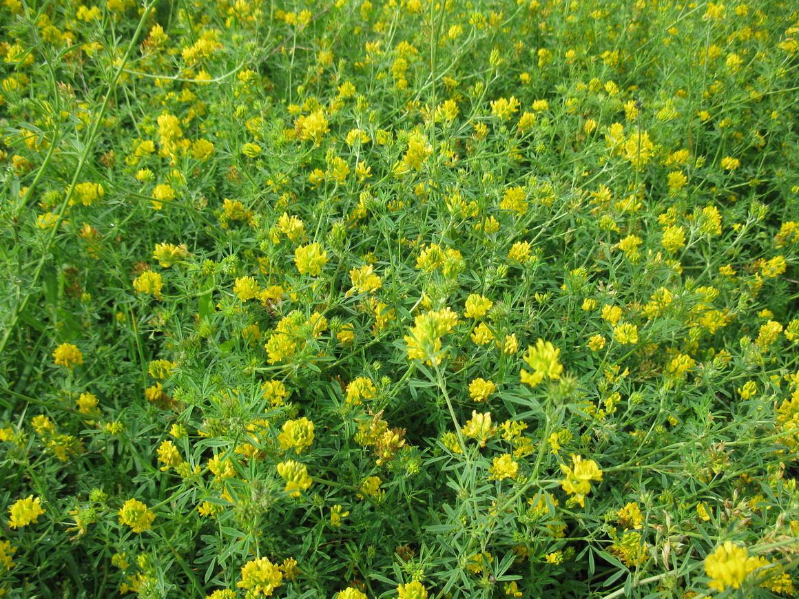 Image of Medicago falcata specimen.