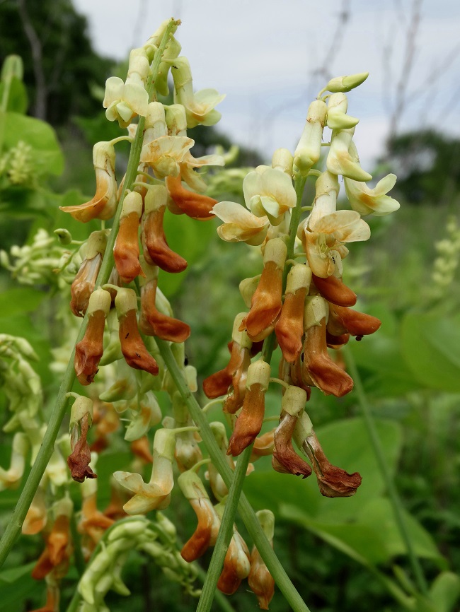 Image of Lathyrus davidii specimen.