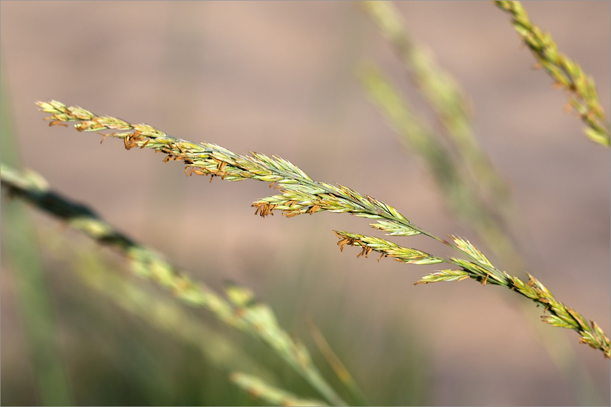 Изображение особи Festuca arenaria.