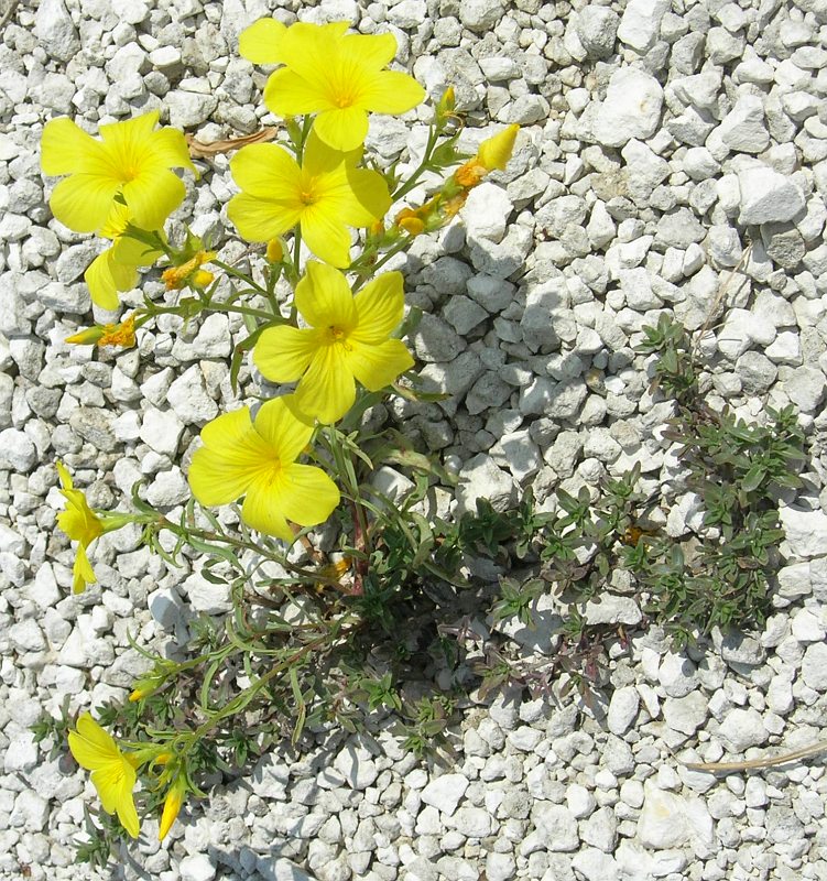 Image of Linum basarabicum specimen.