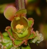 Scrophularia rubricaulis
