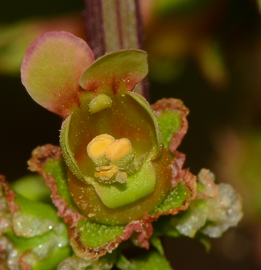 Изображение особи Scrophularia rubricaulis.