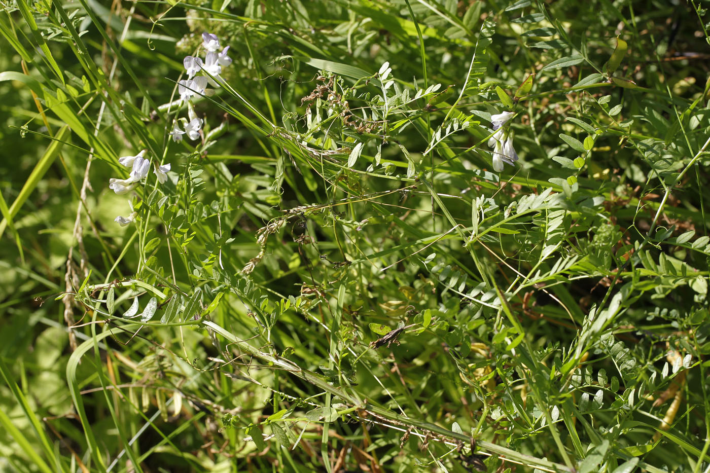 Изображение особи Vicia sylvatica.