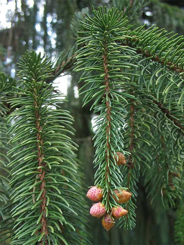 Изображение особи Picea engelmannii.