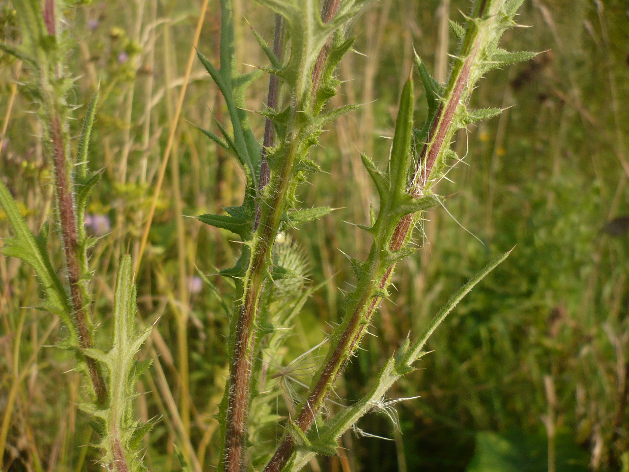 Image of Cirsium vulgare specimen.