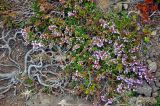 Calluna vulgaris